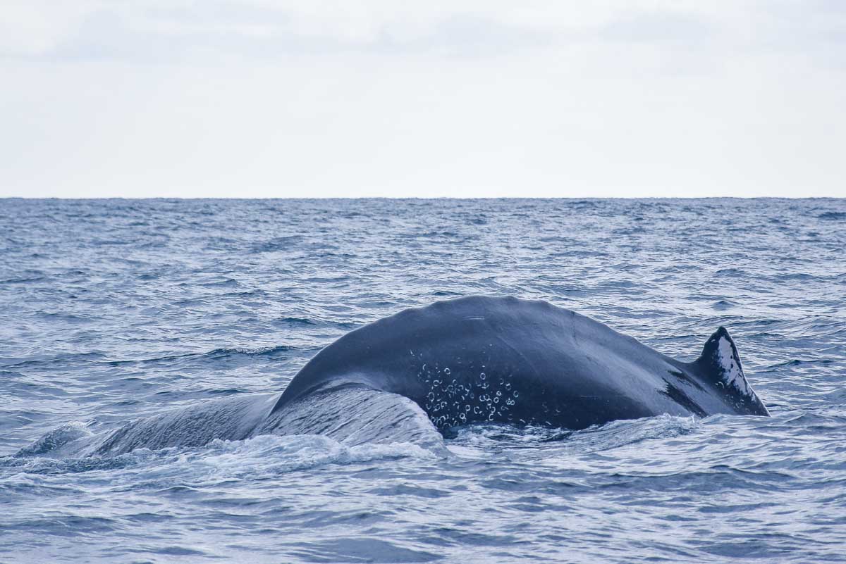 Humpback whale dives down off the cost of Sydney