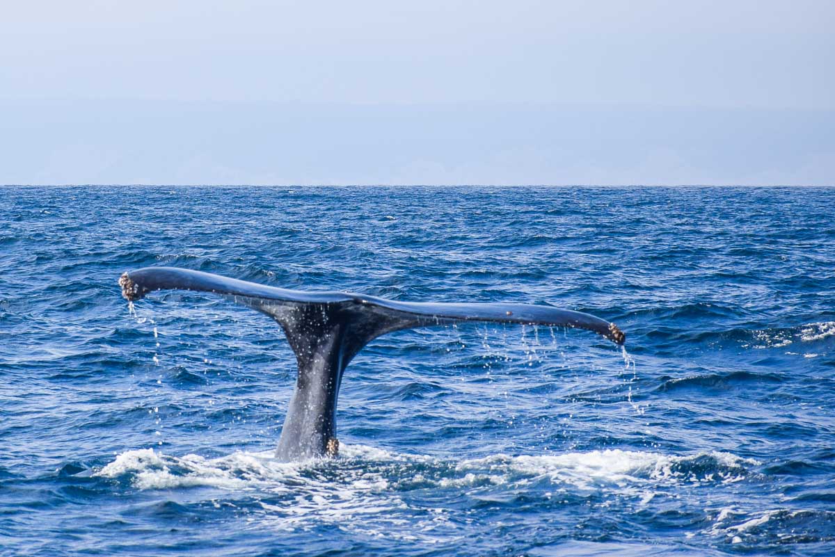 Humpback whale tail breaches the water in Sydney