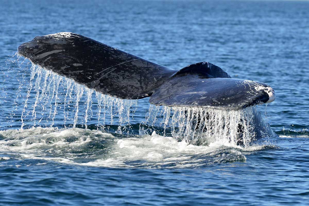 Humpback whale tail in Sydney