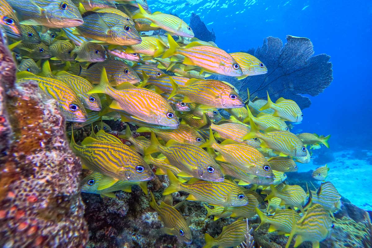 School of tropical fish while scuba diving in Isla Mujeres, Mexico