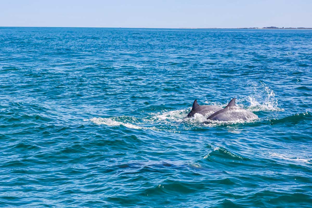 Two dolphins swim in Jervis Bay, Australia as seen on a cruise