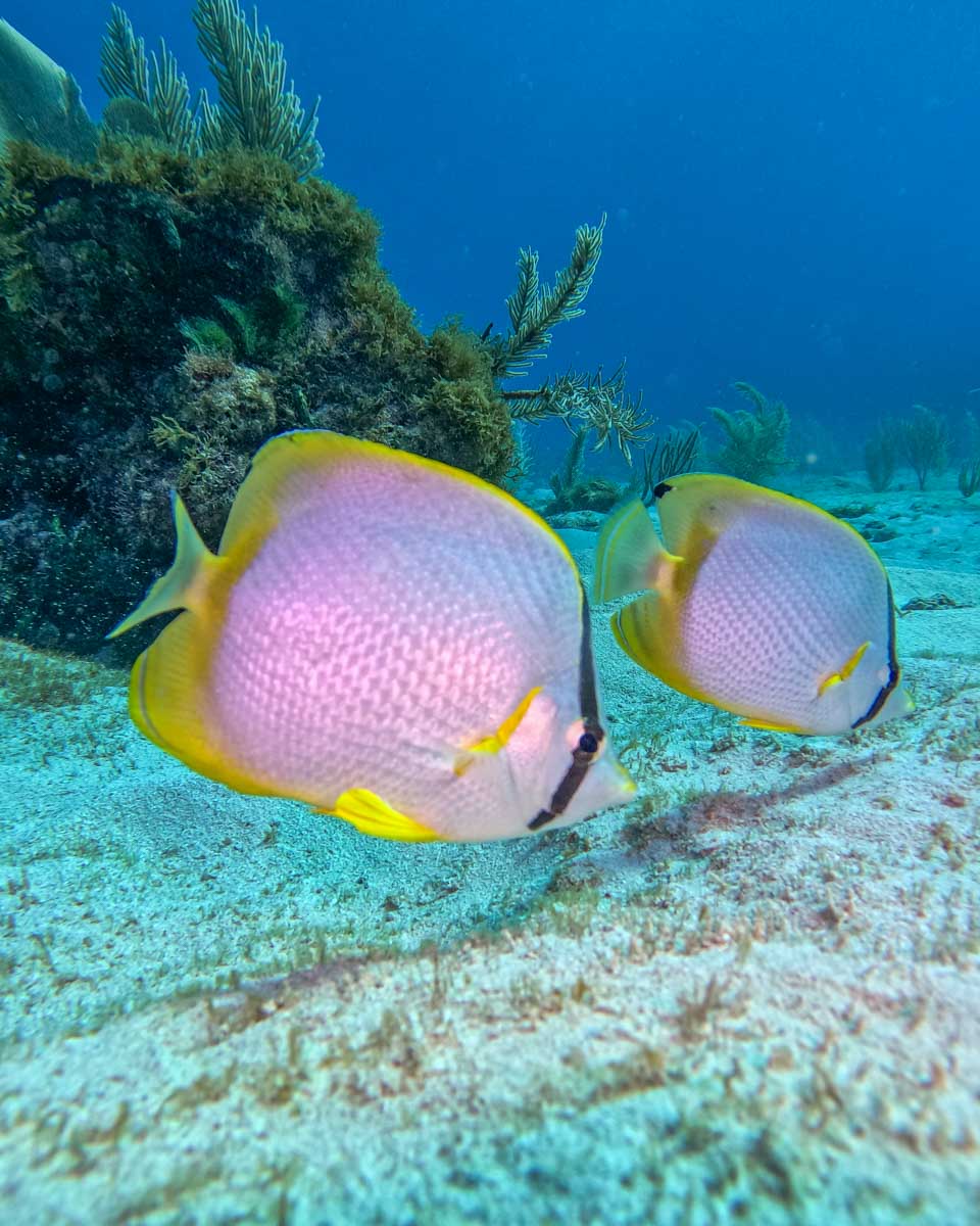Two fish on the ocean floor while scuba diving in Isla Mujeres, Mexico