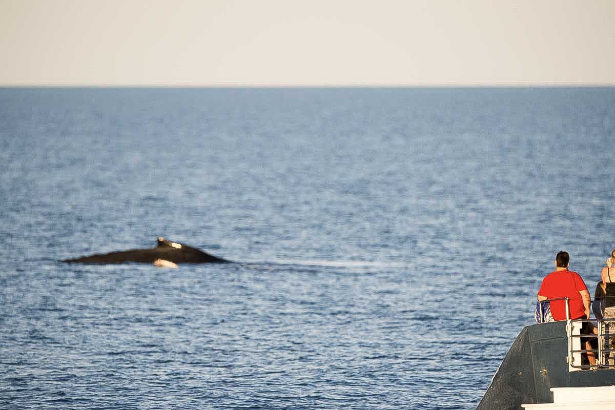 Watching a humpback whale swim by Sydney