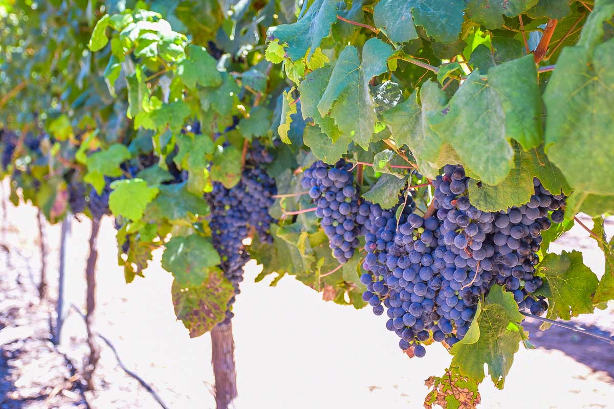 grapes on a vine in the Swan valley