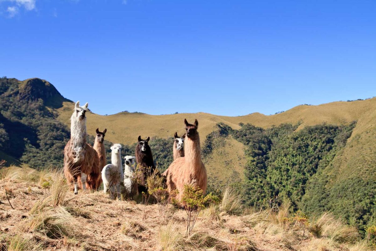 llamas along the Pasochoa trail near Quito, Ecuador
