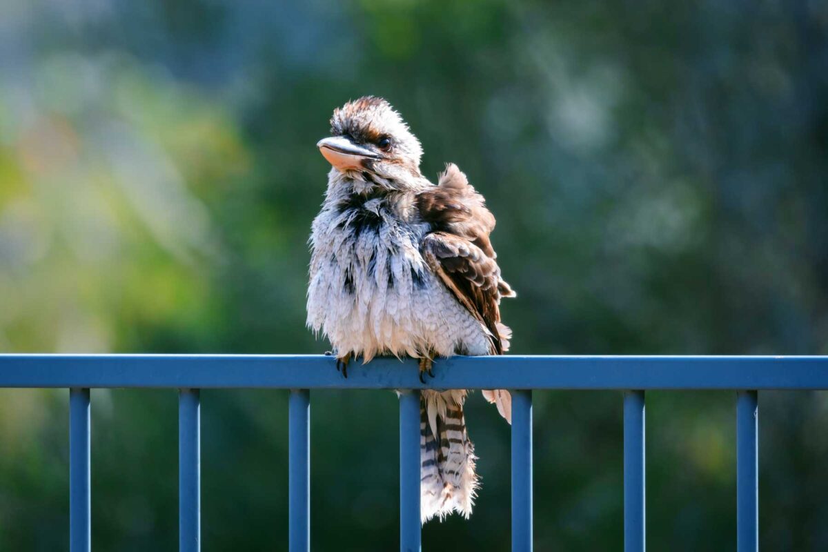 A Kookaburra sits on a rail in Blue mountains National Park, Australia