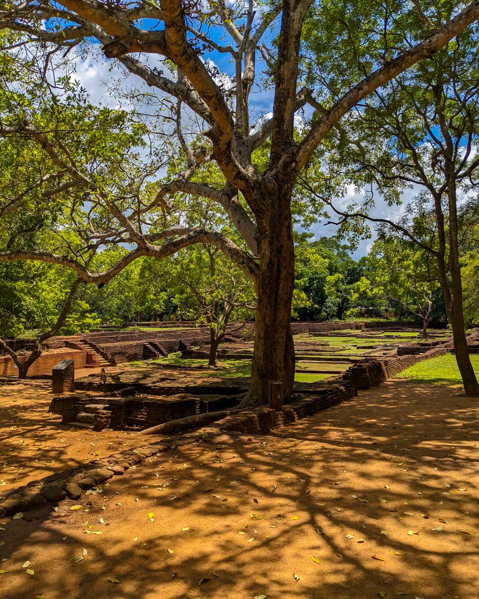 A beautiful tree at Sigiriya Sri Lanka