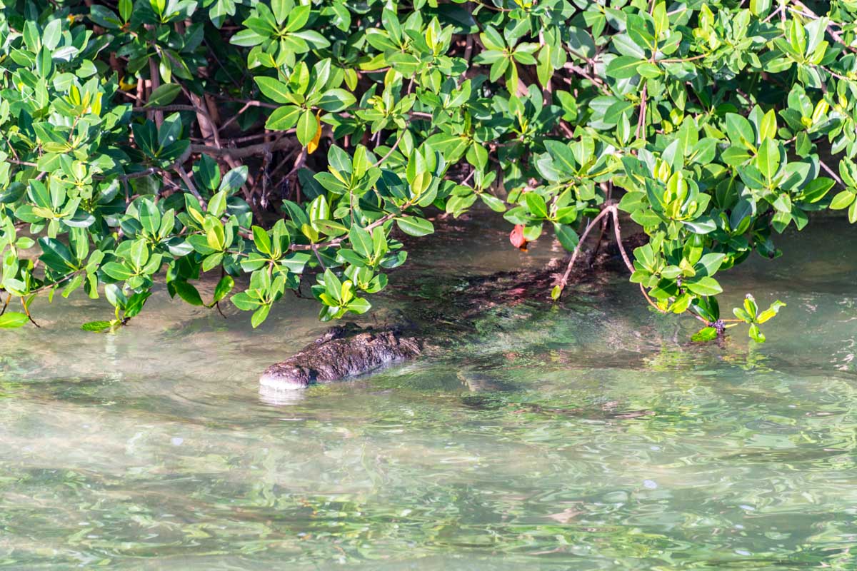 A crocodile in Sian Ka'an Biosphere in Tulum, Mexico