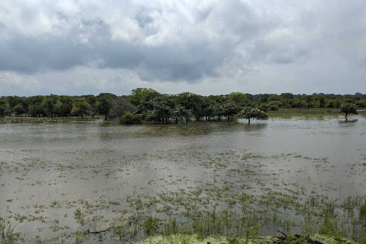 A flooded forest in Yala National Park Sri Lanka
