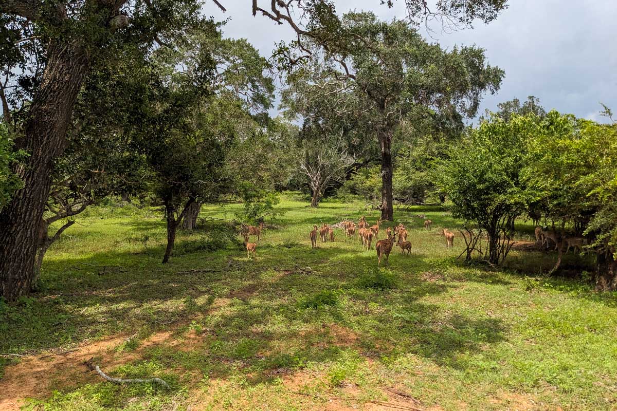 A group of spotted axis deer watch us as we drive by slowly in Yala National Park Sri Lanka