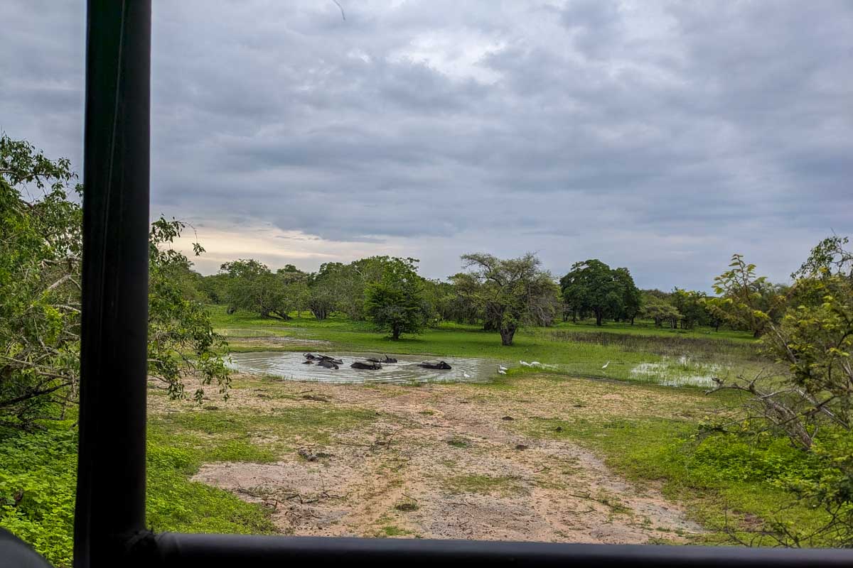 A group of waterbuffalo submerged in a pool of water to stay cool in Yala National Park Sri Lanka