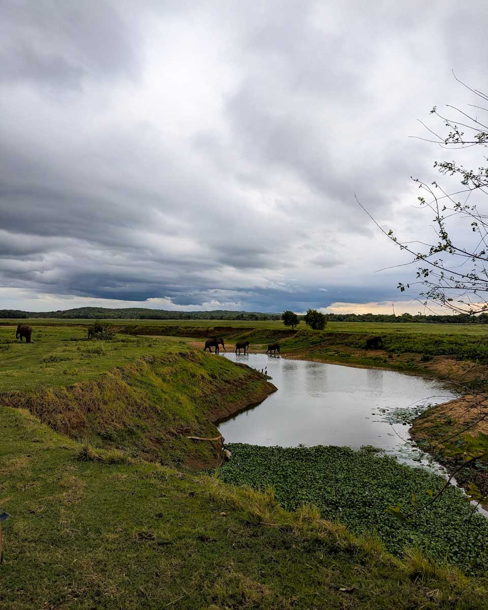 A herd of elephants cross a river at Minneriya National Park Sri Lanka