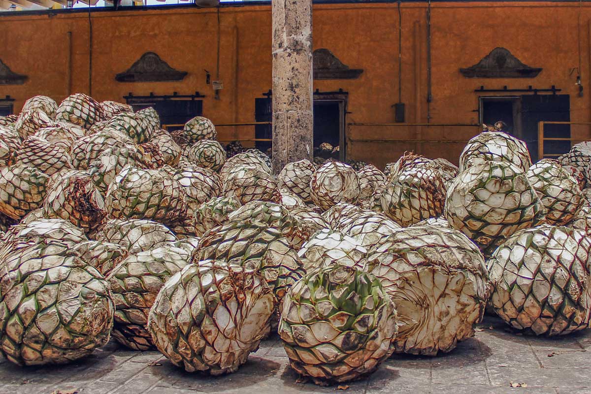 Agave plants about to be made into Tequila