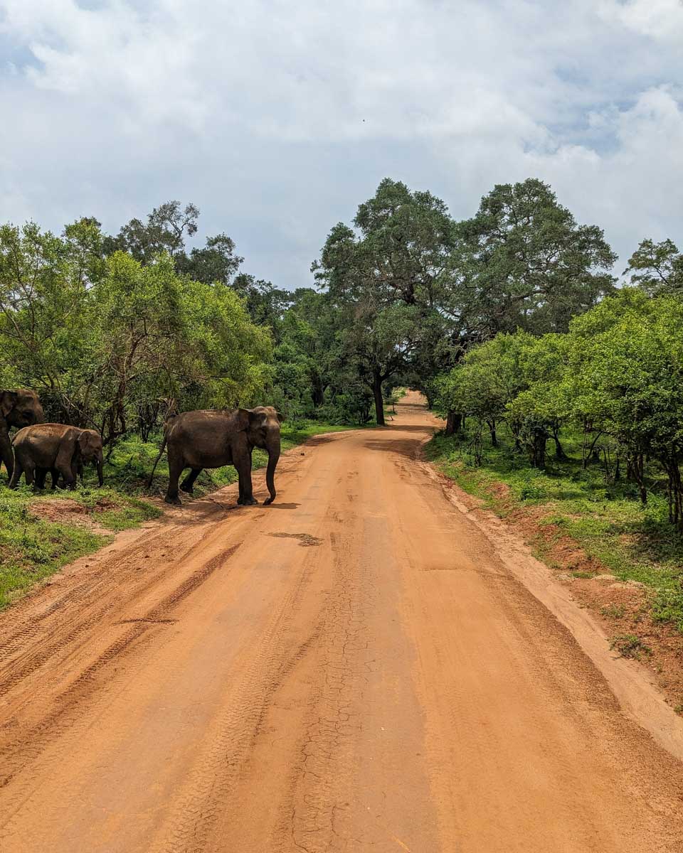 An elephant family gets ready to cross a dirt road in Yala National Park Sri Lanka