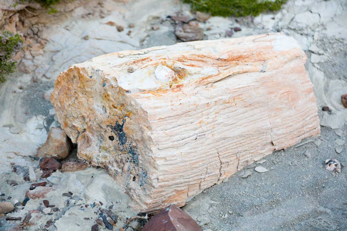 An old tree at La Lioness Petrified Forest