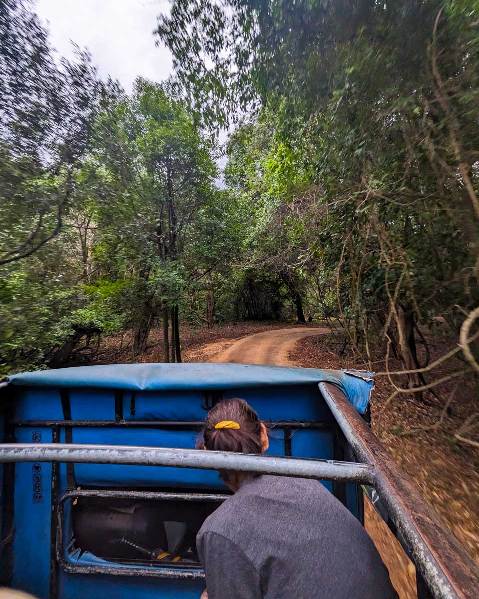 Another member of our tour ducks ass wee drive our jeep under a low hanging branch in Minneriya National Park Sri Lanka