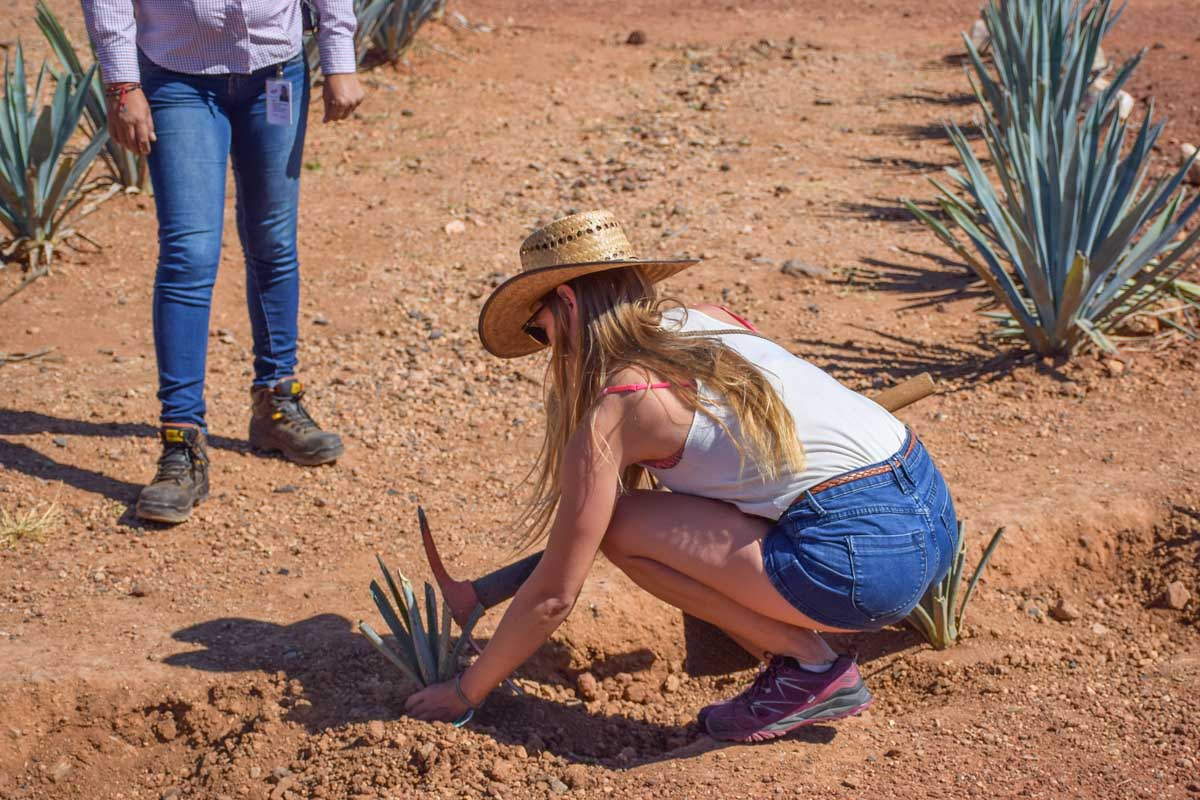 Bailey plants blue agave during a distillery tour in Tequila, mexico
