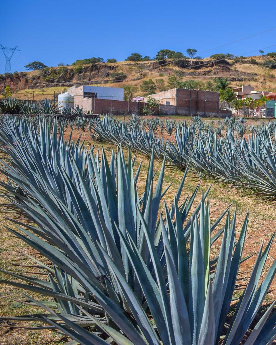 Blue agave in a field in Tequila Mexico on a tour from Puerto Vallarta