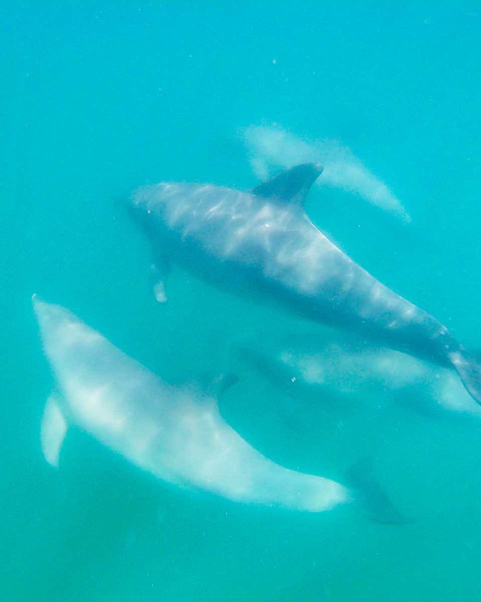 Dolphins swim in the water during the Puerto Vallarta mexico