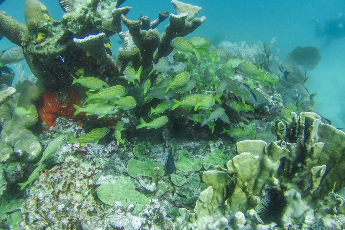 Fish and corals while snorkeling in Cabo San Lucas, Mexico