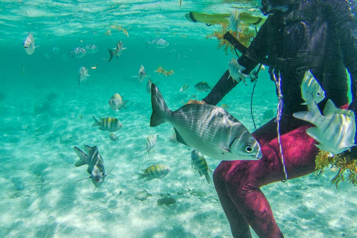 Fish swim around a lady snorkeling in Puerto Vallarta