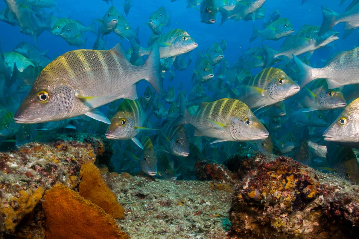 Fish swim around me during a snorkeling tour in Cabo San Lucas