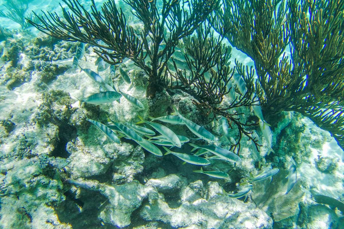 Fish swim around some corals in Puerto Vallarta, Mexico