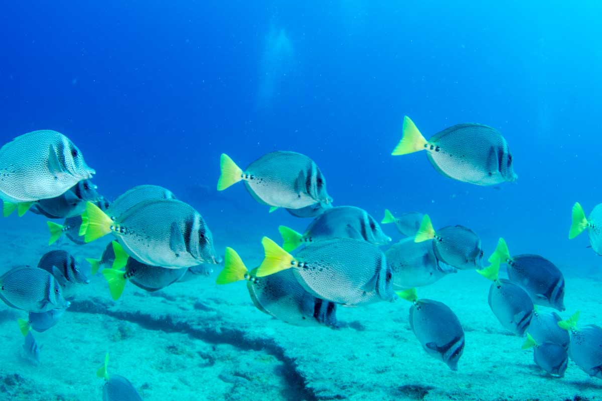 Fish swim in Cabo San Lucas on a snorkeling tour