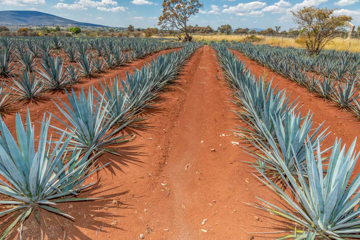 Lines of Blue Agave in Mexico used to make tequila