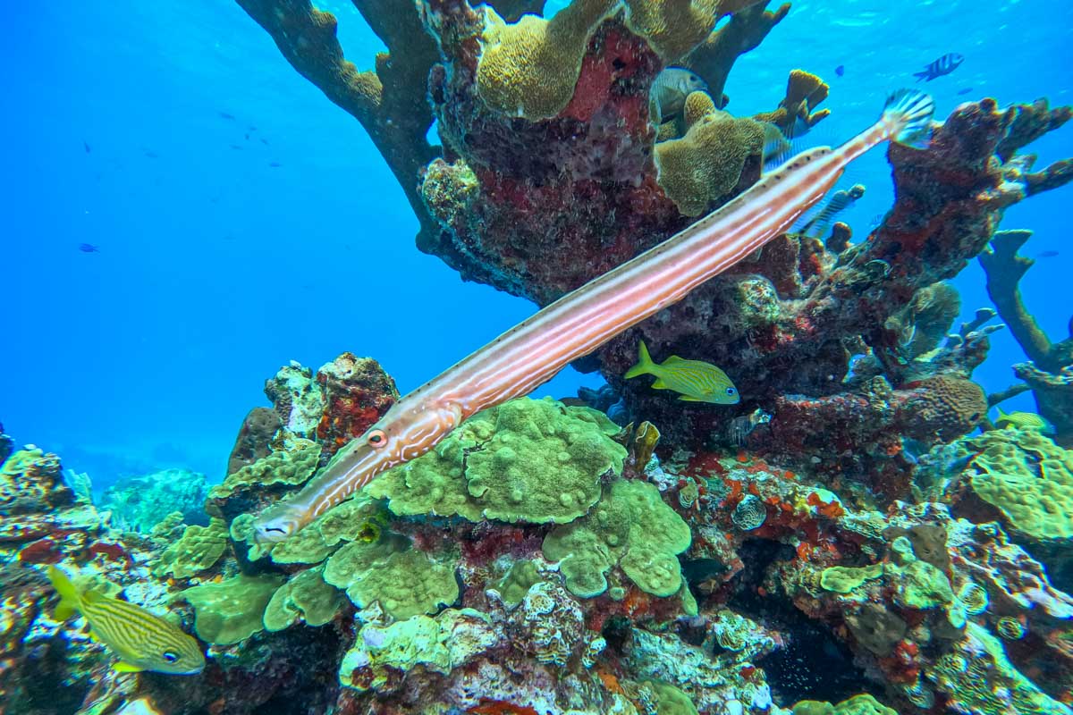Long thin fish swims past while snorkeling in Puerto Morelos, Mexico