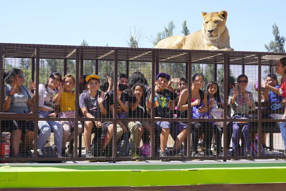 Lions on top of a bus cage at Parque Safari Chile