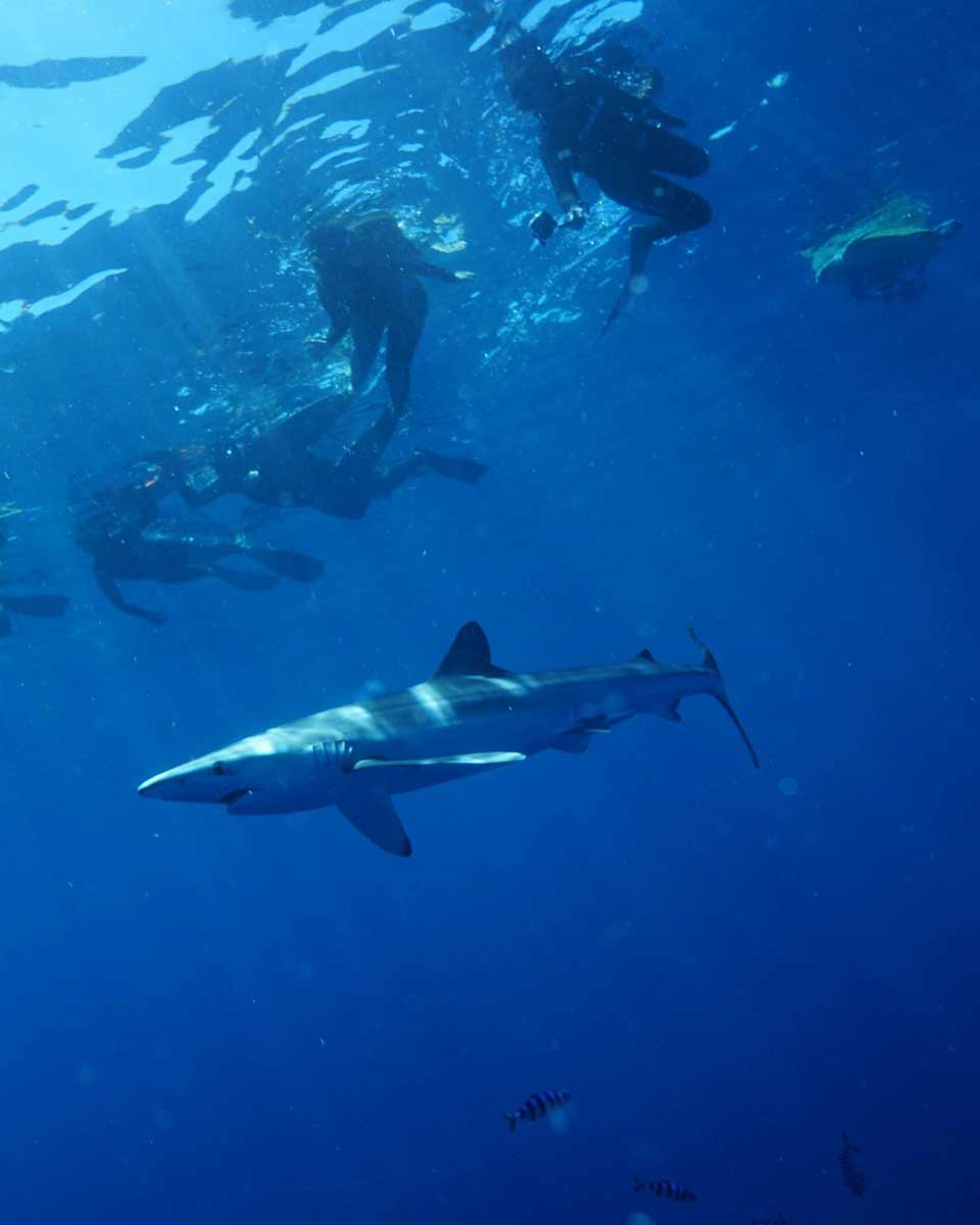 Snorkeling with sharks in Cabo San Lucas with Orca Dive Expeditions