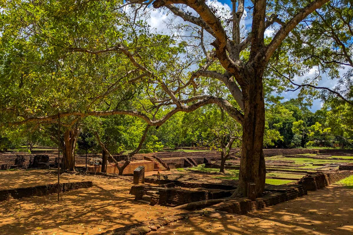 Some beautiful trees at Sigiriya Sri Lanka