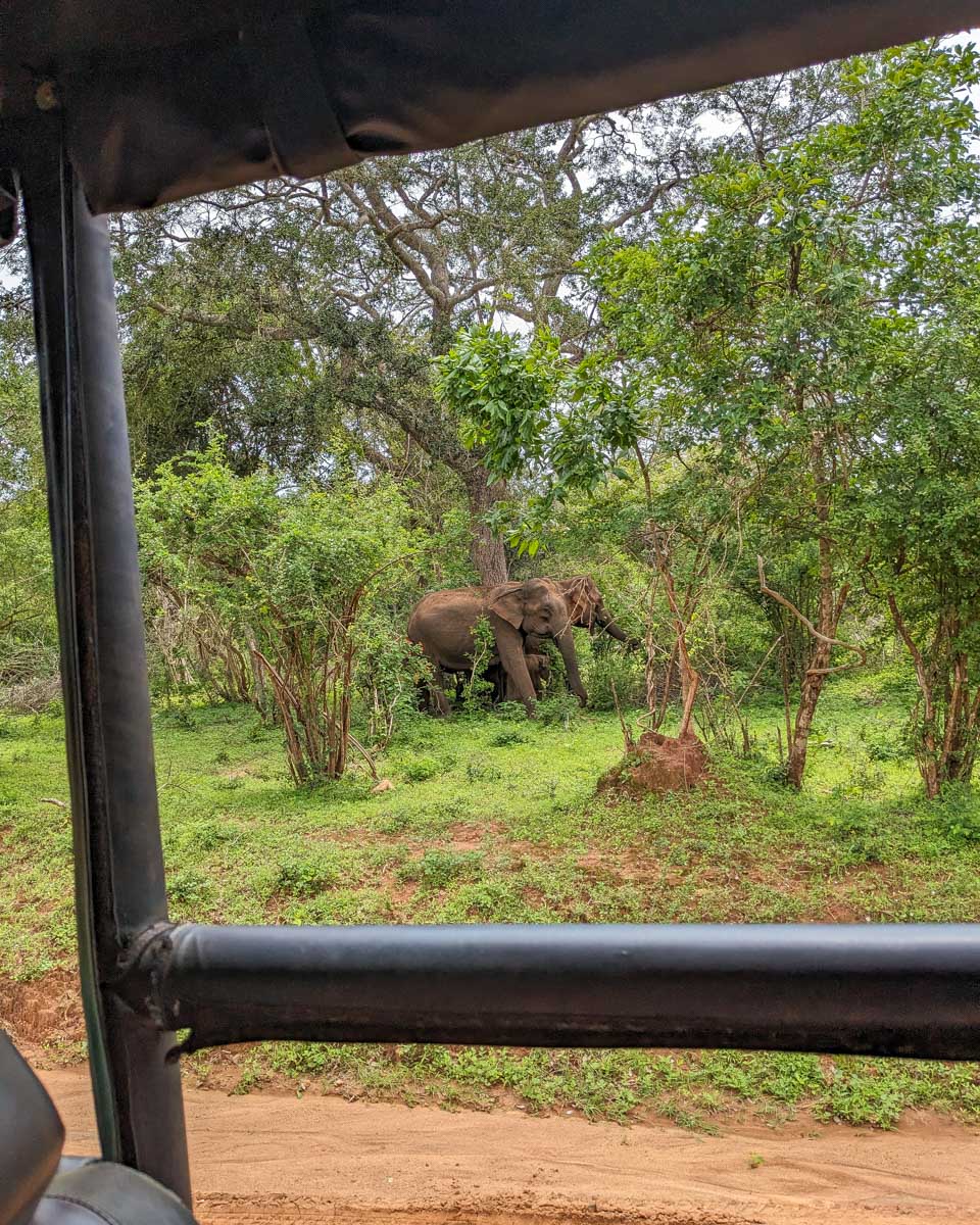 Two adult elephants walking through the jungle in Yala National Park Sri Lanka