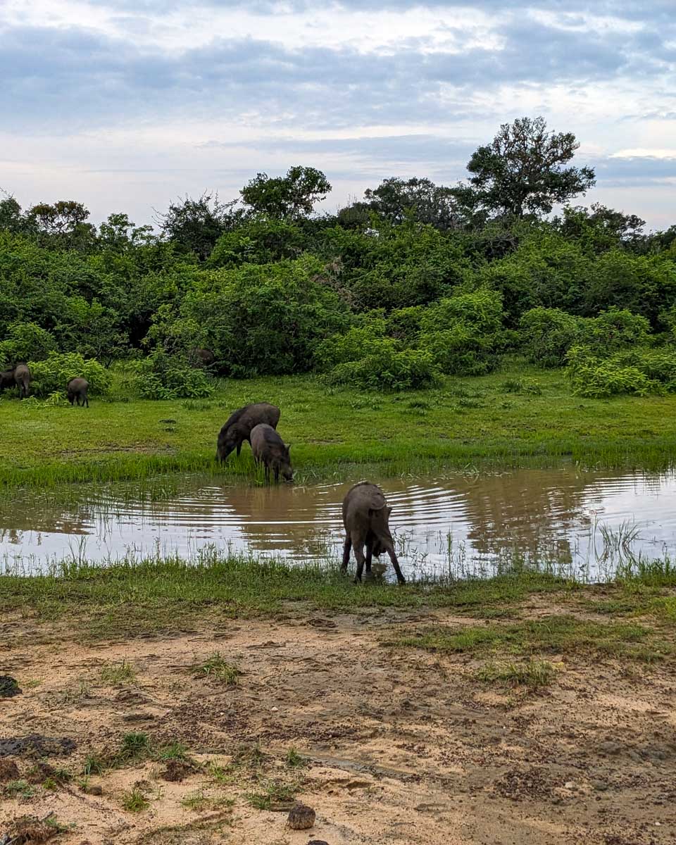 Warthogs drinking from a pool in Yala National Park Sri Lanka