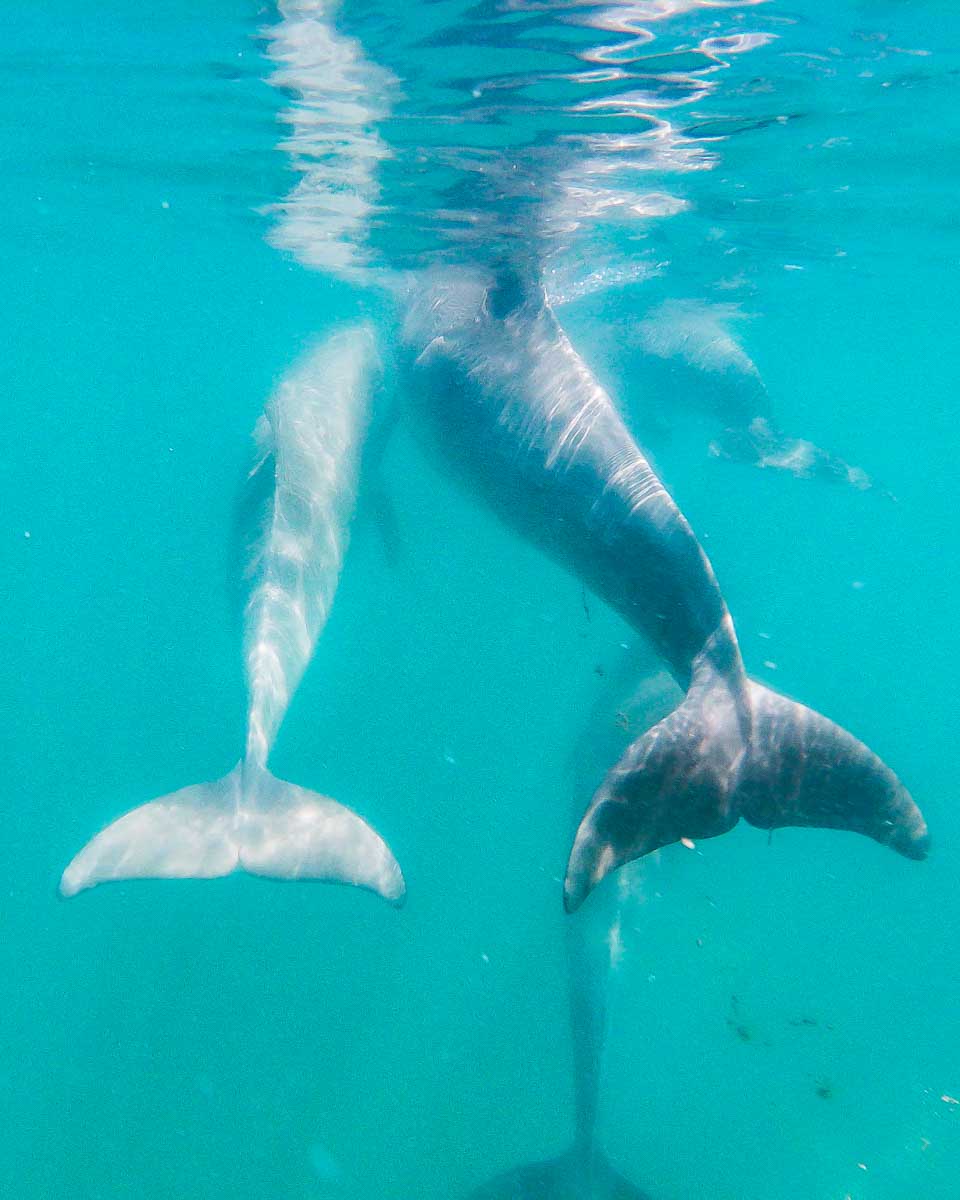 We approach dolphins in the water while in Puerto Vallarta, Mexico