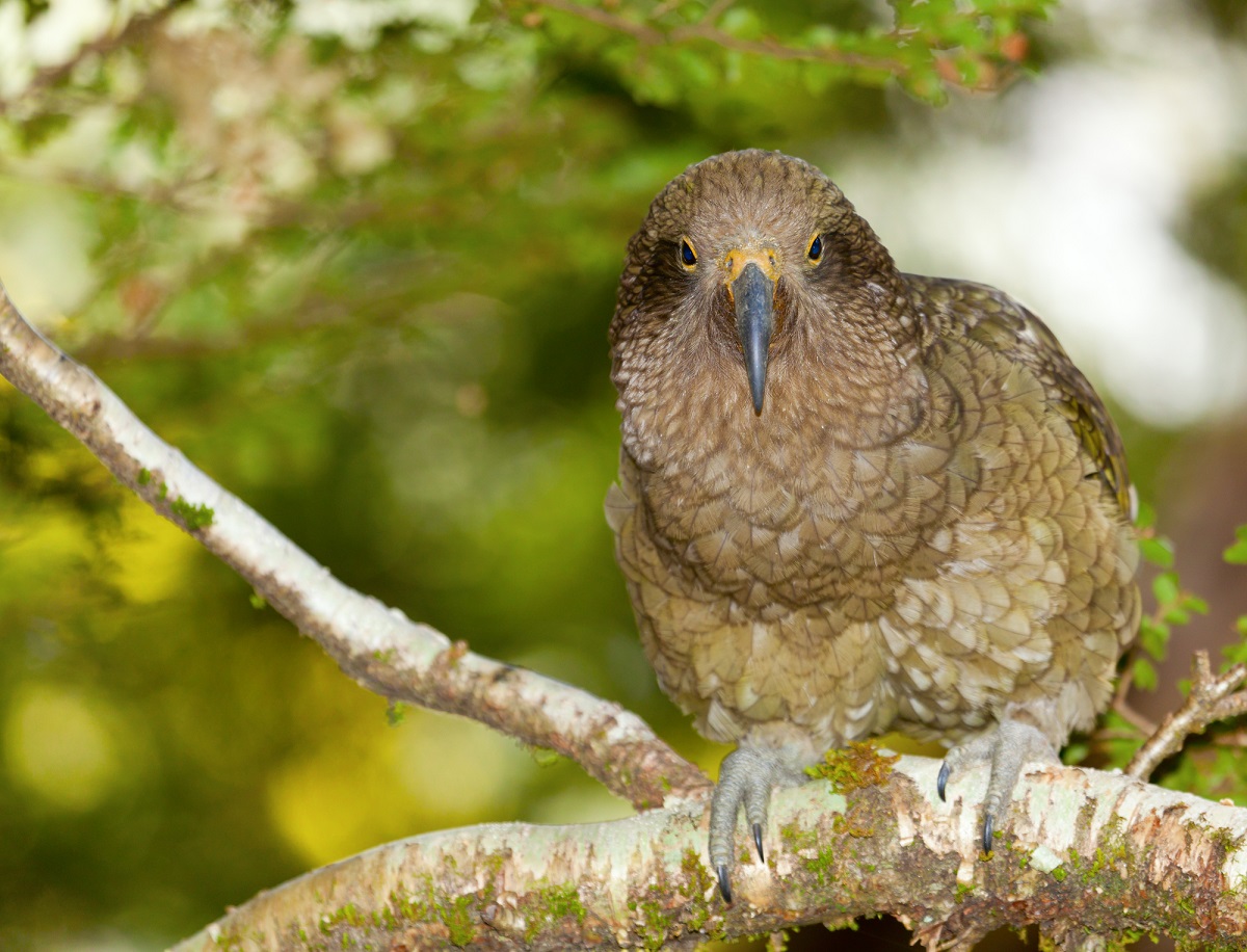 a Kea bird stares at the camera at the birdlife park