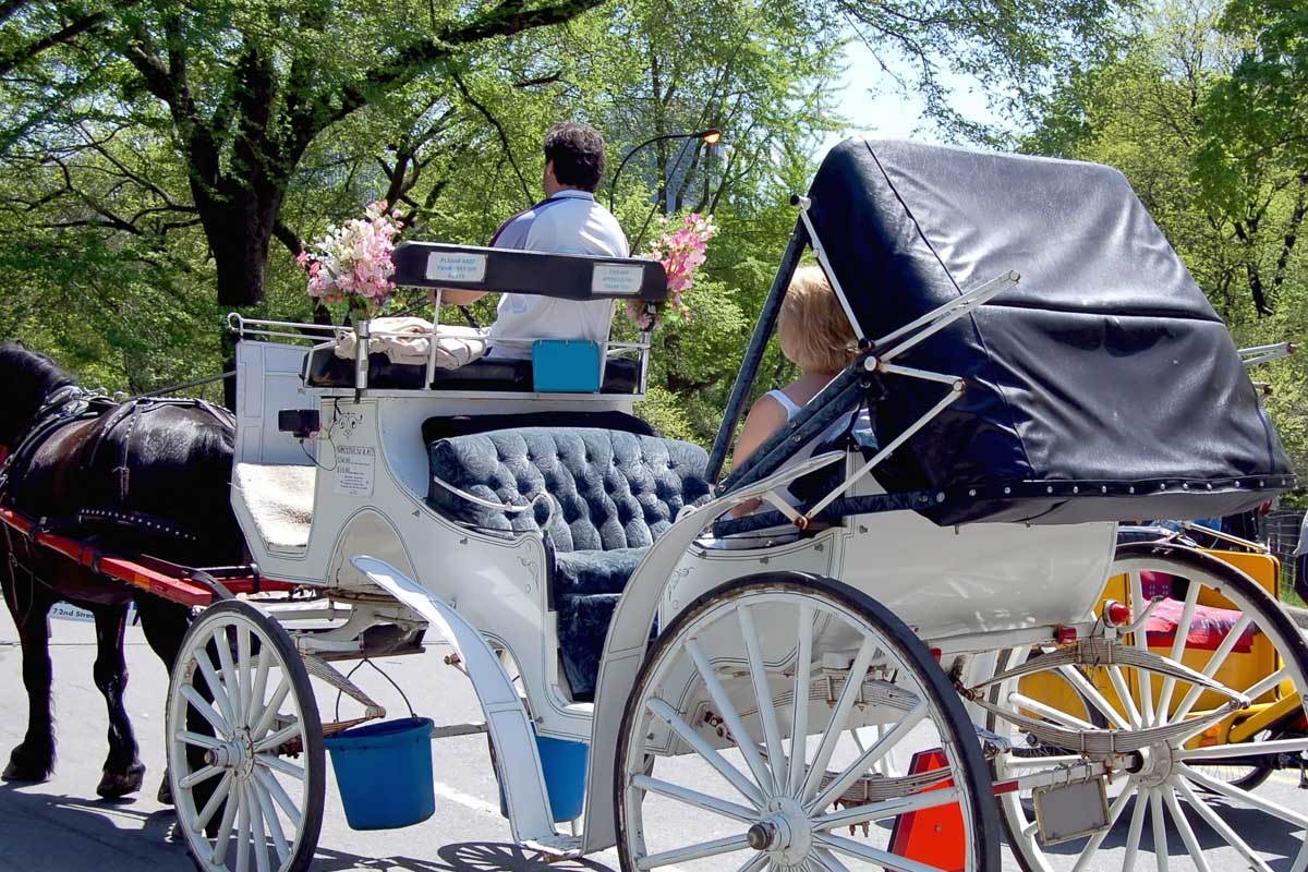 A horse carriage in Central Park, NYC