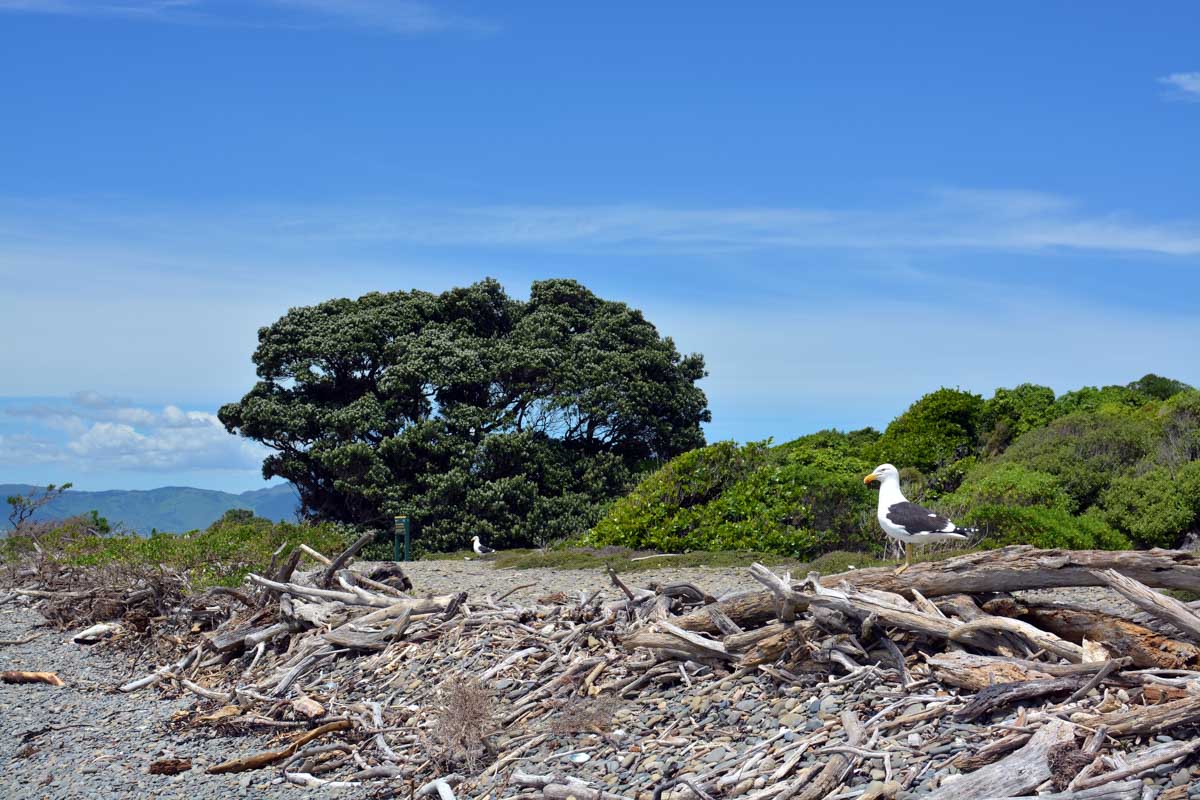 A seagull on Kapiti Island near Wellington, NZ