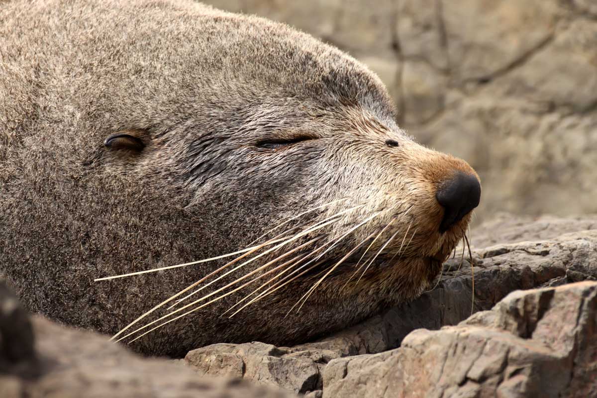 An NZ Fur seal in the South Wairarapa Regioin of NZ