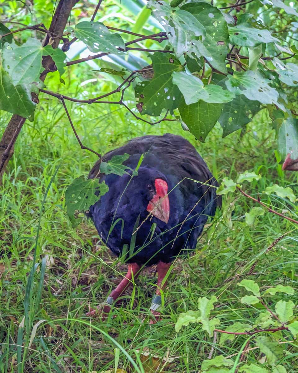 Rare bird at Zealandia Eco Sanctuary, Wellington
