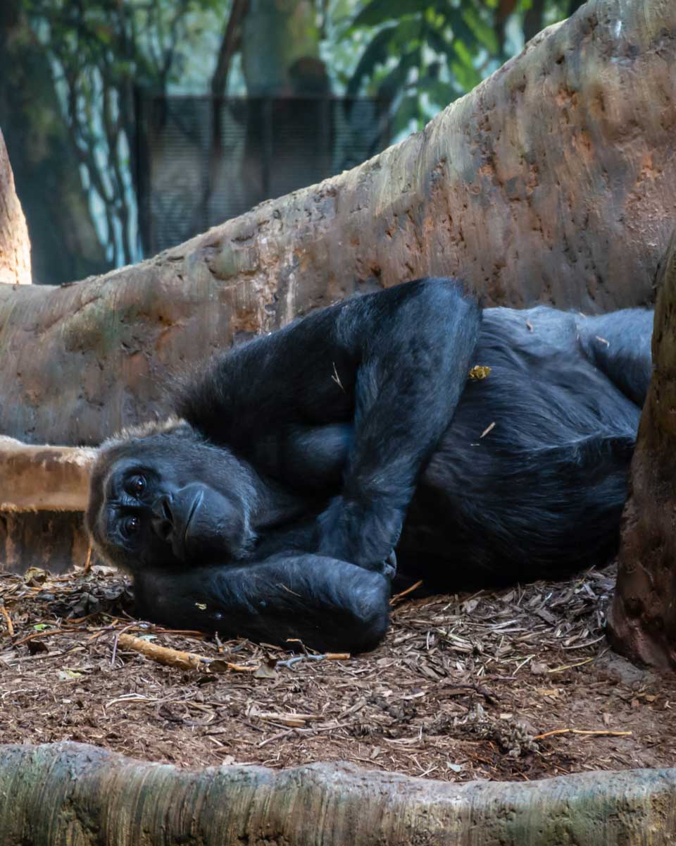 A gorilla lays down at Toronto Zoo