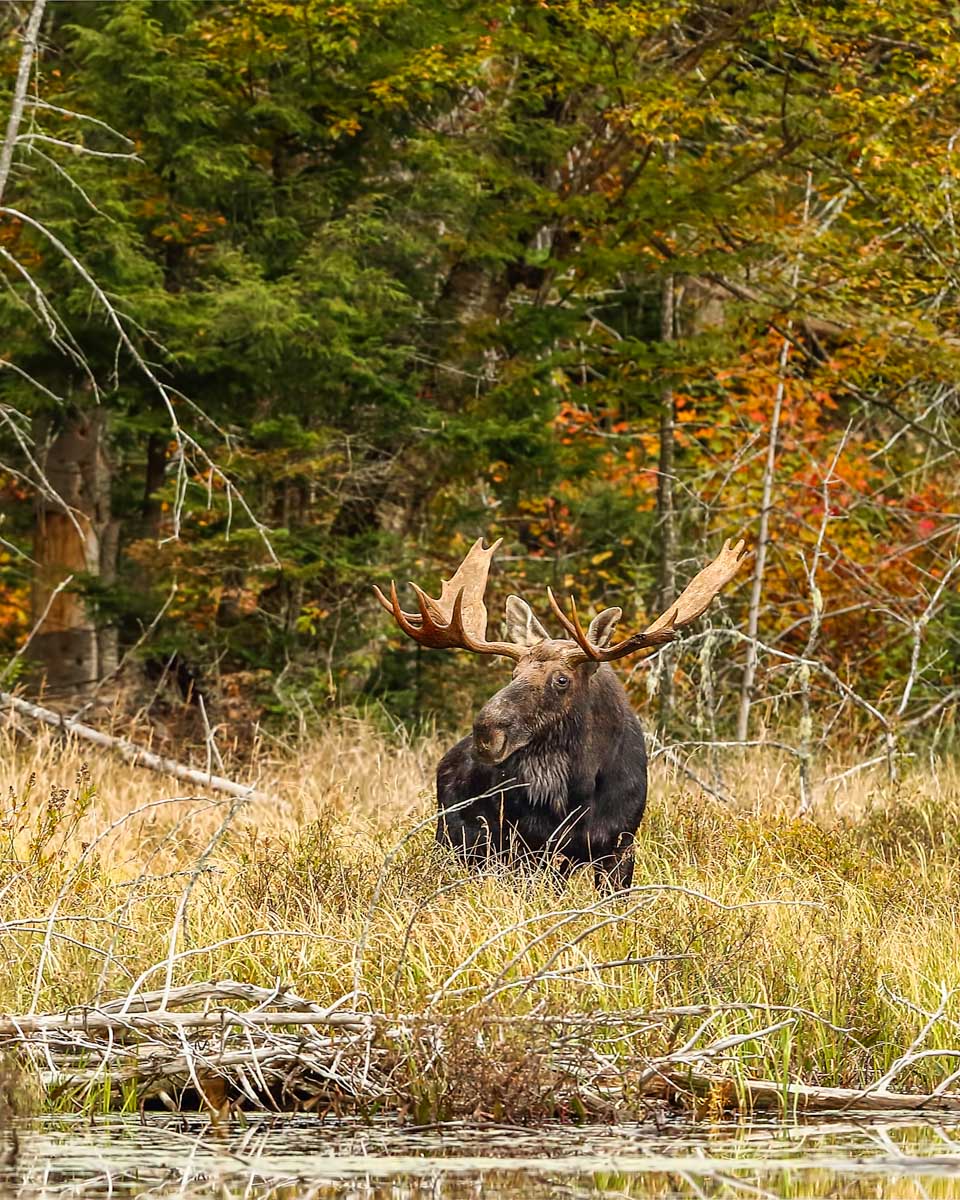 A moose in Algonquin Provincial Park, Ontario
