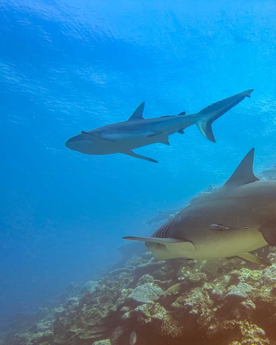 A shark swims above me while snorkeling in Fiji