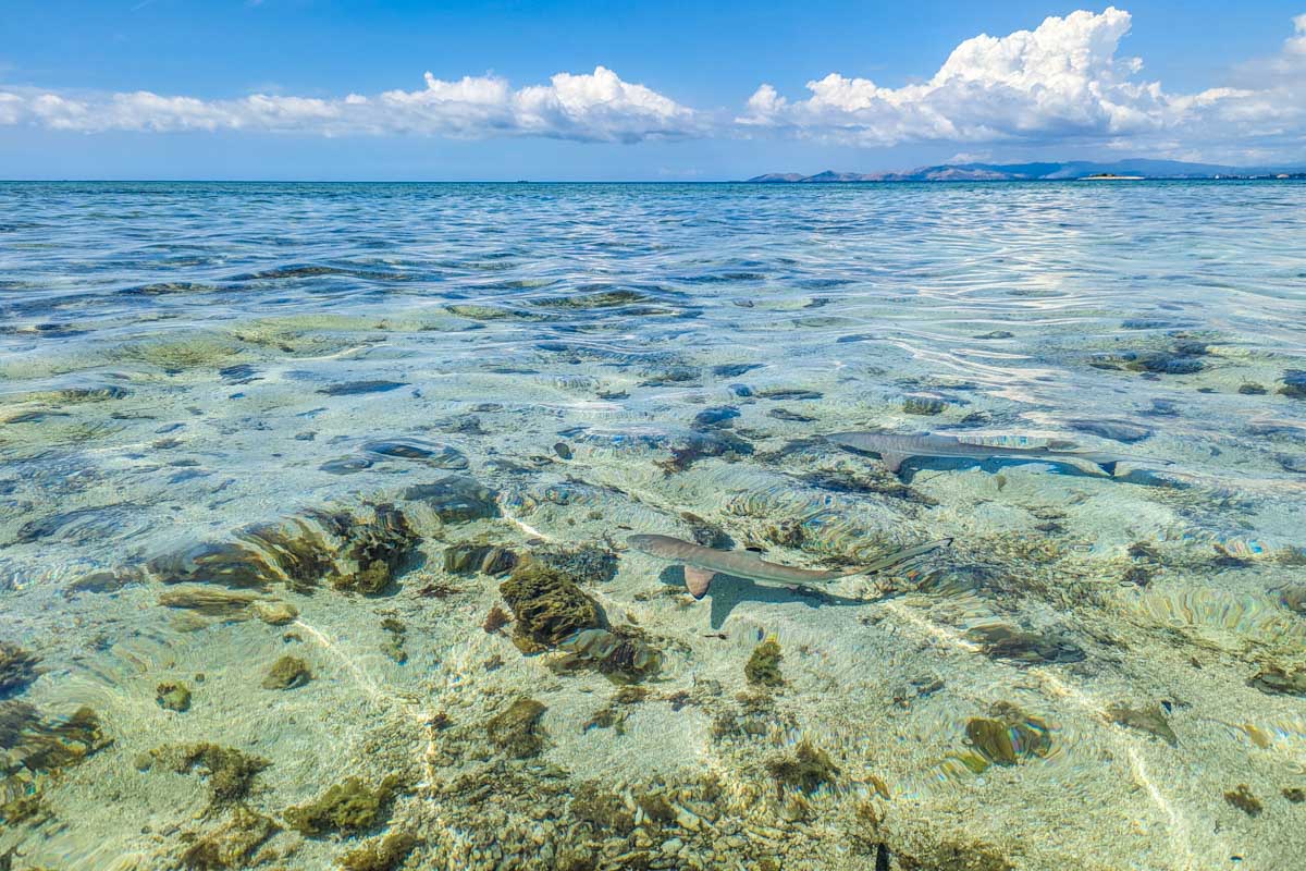 A small reef shark swims in the shallow waters of Castaway Island Fiji