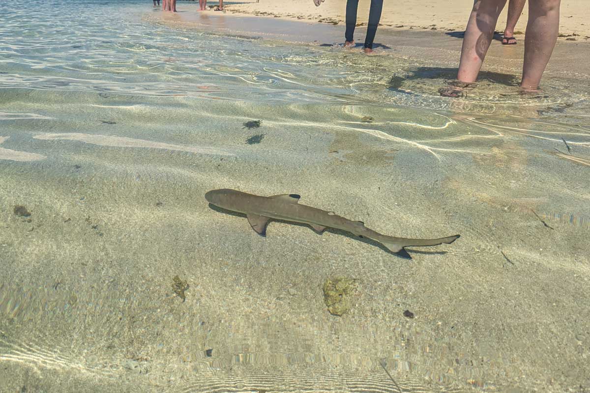A small reef shark swims in the shallow waters of Malamala Beach Club in Fiji