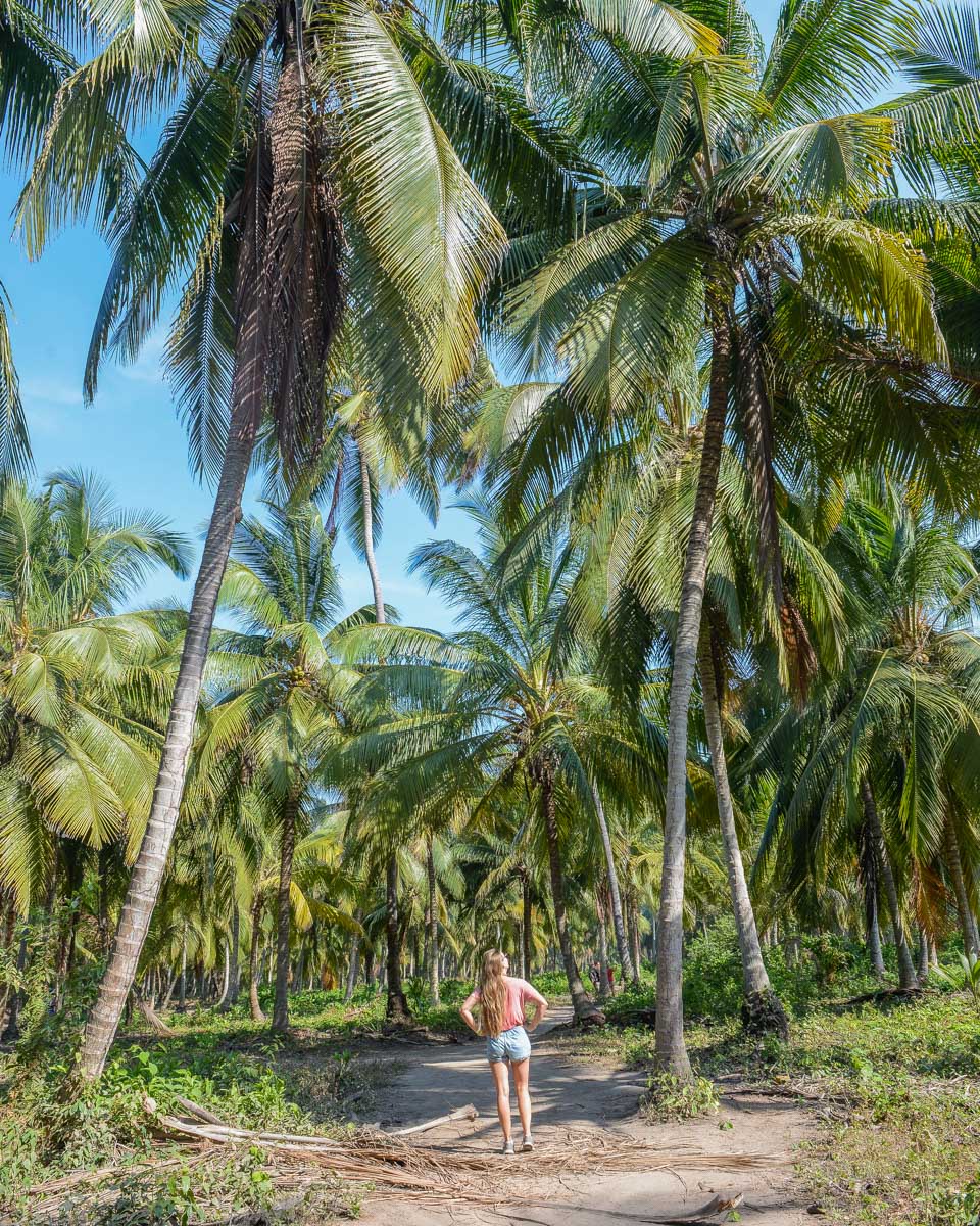 Bailey hikes below palm trees in Tayrona National Park