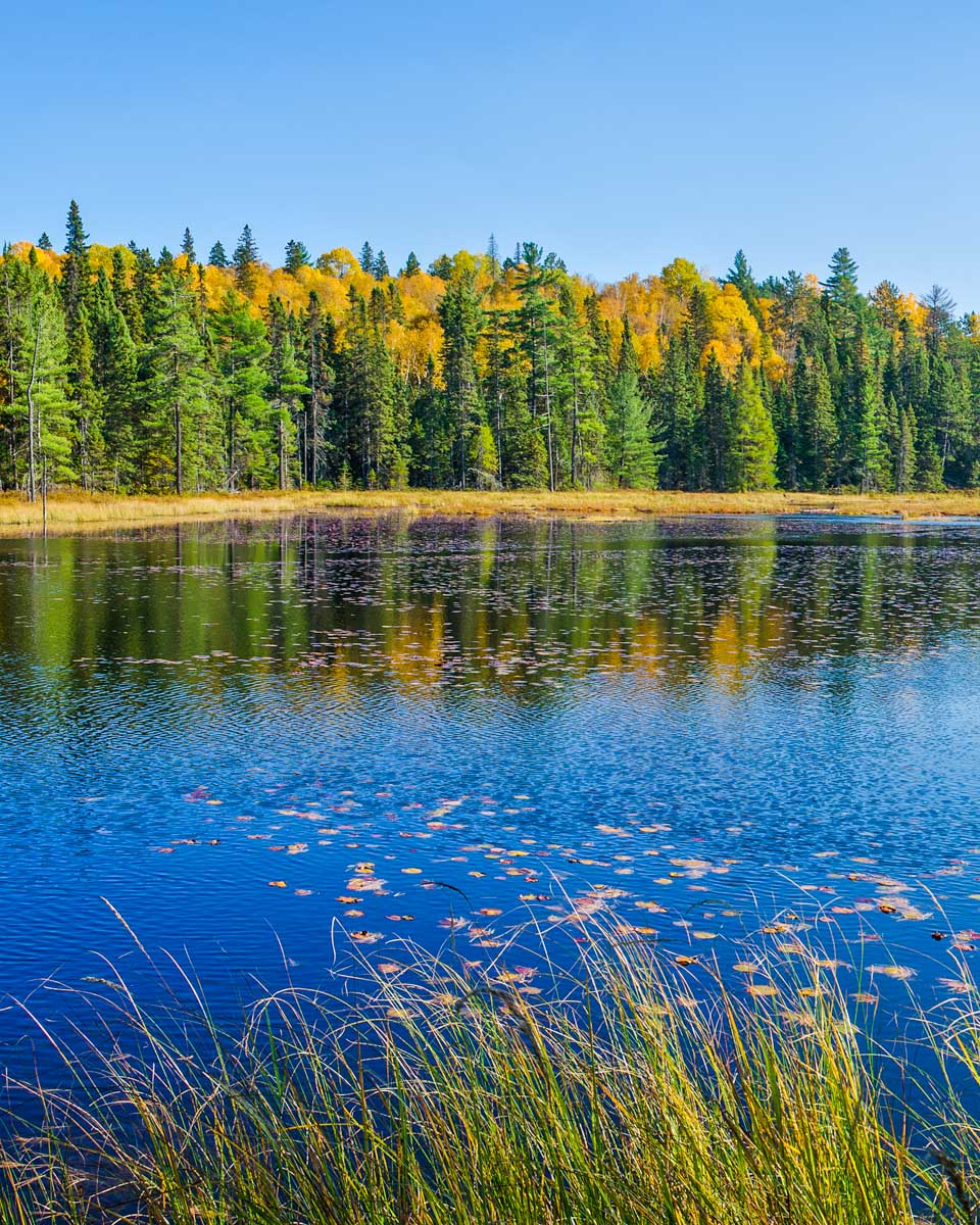 Beaver lake in Algonquin Provincial Park, Ontario