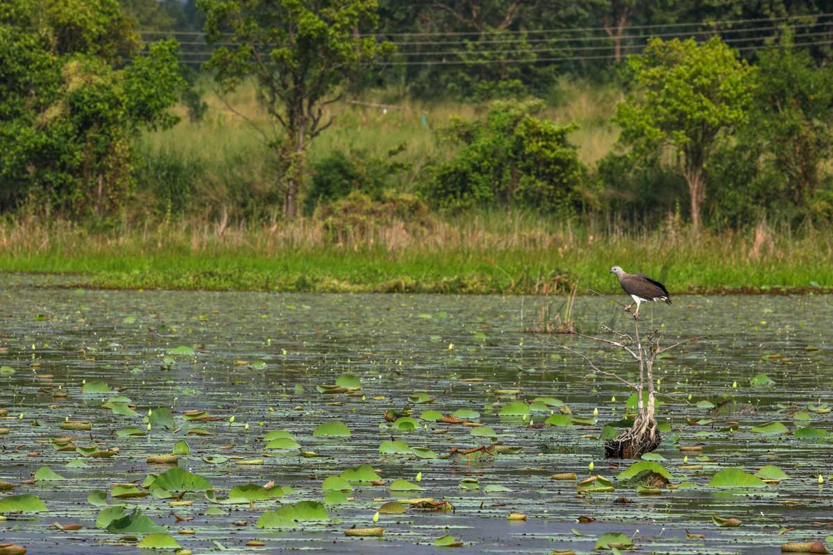 Muthurajawela Wetlands in Sri lanka