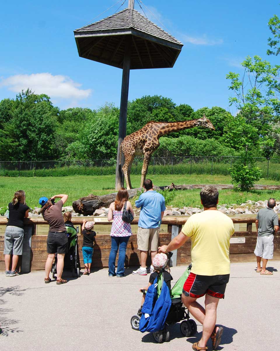 People look at a giraffe at Toronto Zoo in Ontario